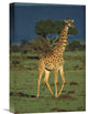 "Giraffe Portrait, Kenya" Artwork, 12" x 18"