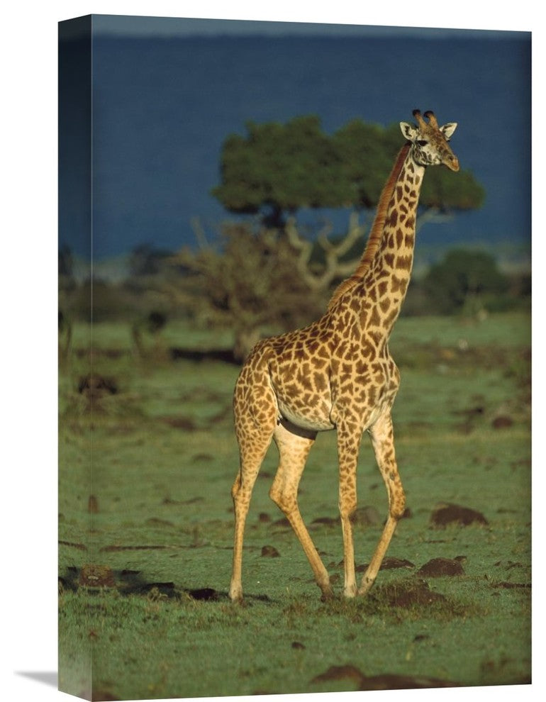 "Giraffe Portrait, Kenya" Artwork, 12" x 18"