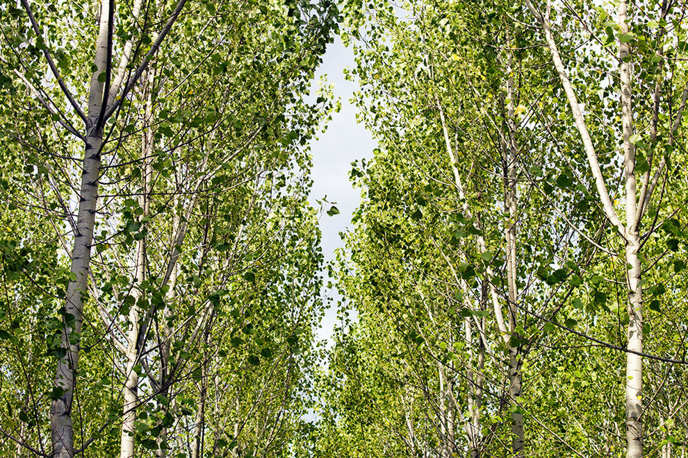 "Into the Woods, Four" Paper, 40"x60"
