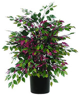 Vickerman Txx0340-06 4' Artificial Capensia Extra Full Bush, Black Plastic Pot