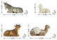 12-Piece Ivory Resin Nativity Figurine Set