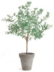 Eucalyptus Tree Drop-In 49"