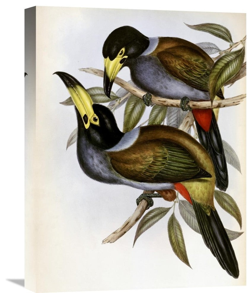 "Hooded Hill Toucan" Stretched Canvas Giclee by John Gould, 17"x22"