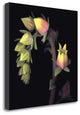 "Echeveria" By Andrew Levine, Giclee Print on Gallery Wrap Canvas, Ready to Hang