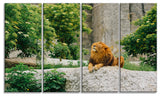 Big Lion Lying On Stones in Zoo, Landscape Canvas Art Print, 48"x28", 4 Panels