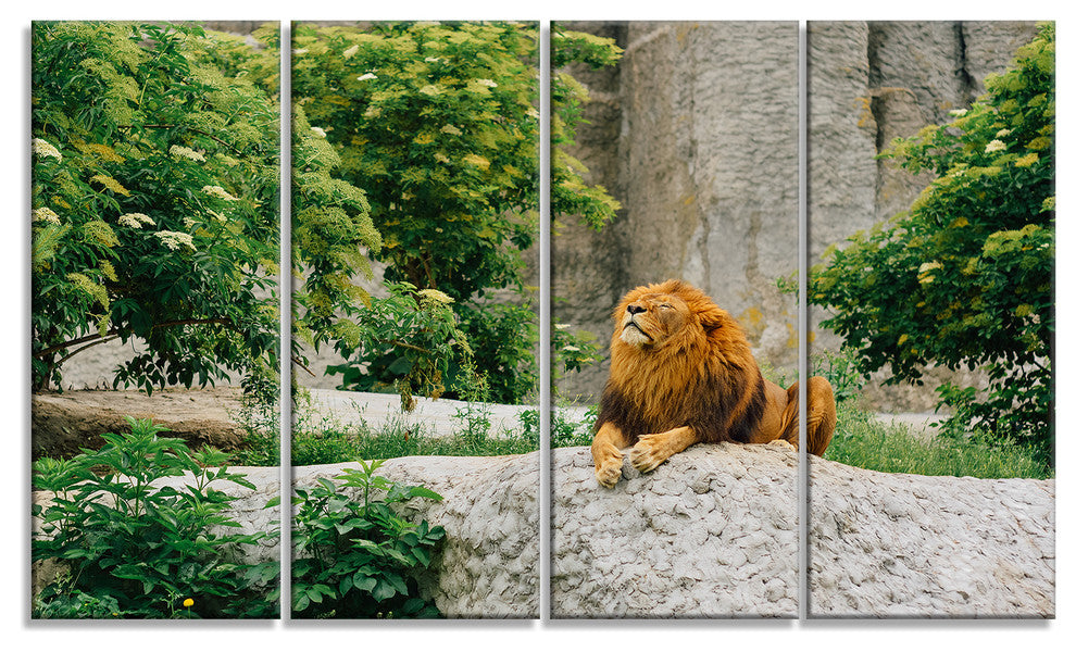 Big Lion Lying On Stones in Zoo, Landscape Canvas Art Print, 48"x28", 4 Panels