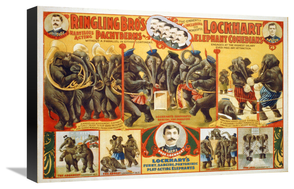 Ringling Bro's, Lockhart Elephant Comedians, 1899, 22x15