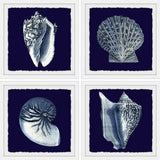 "All About Shells Quadriptych" Framed Painting Prints, 36"x36", 4-Piece Set