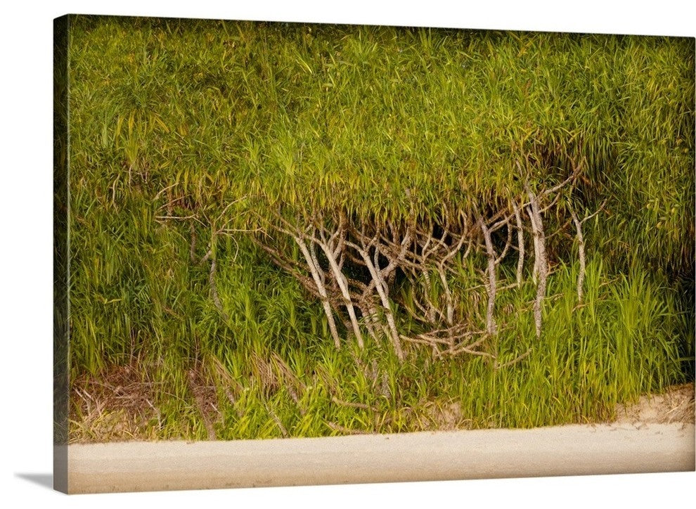 "Twisted Palms" Wrapped Canvas Art Print, 24"x16"x1.5"