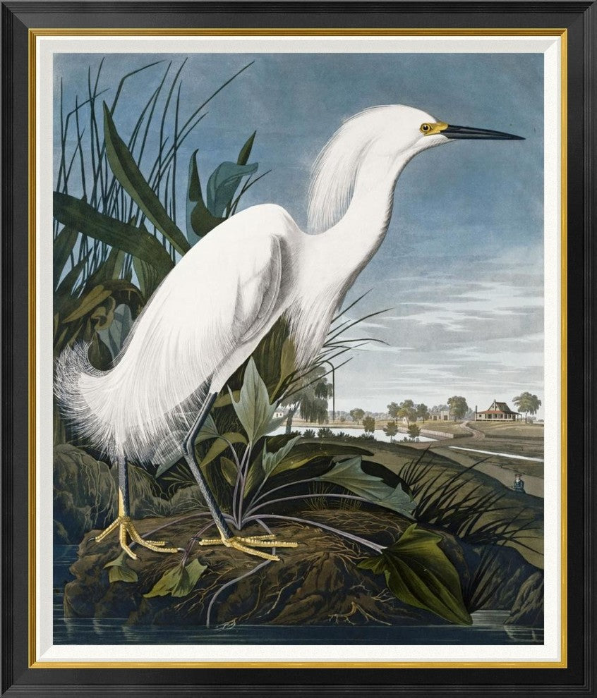 "Snowy Heron" Framed Canvas Giclee by John James Audubon, 36x42"