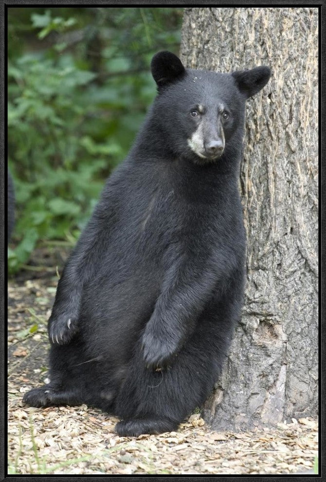Black Bear Cub Leaning Against Tree, Orr, Minnesota, 16"x24"
