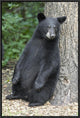 Black Bear Cub Leaning Against Tree, Orr, Minnesota, 16"x24"