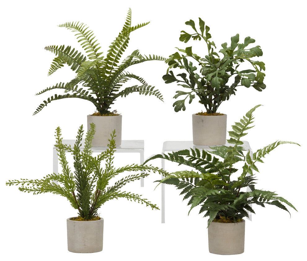 Assorted Mini Ferns in Mini Cement Cylinder, 4-Piece Set