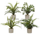 Assorted Mini Ferns in Mini Cement Cylinder, 4-Piece Set