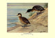 Black-Headed Duck- Gallery Wrapped Canvas Art 28" x 42"