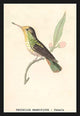 Hummingbird: Trochilus Magnificus - Female- Gallery Wrapped Canvas Art 28" x 42"