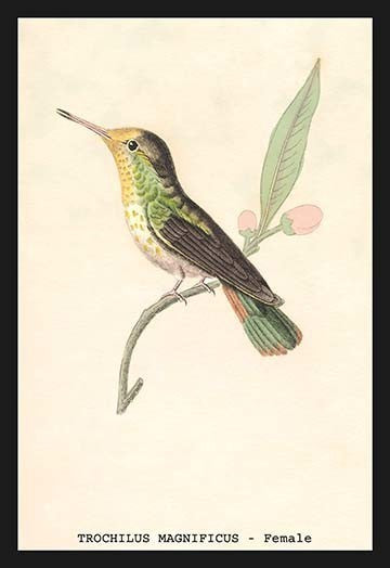 Hummingbird: Trochilus Magnificus - Female- Gallery Wrapped Canvas Art 28" x 42"