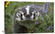 "American Badger Amid Lupine, North America" Artwork, 36" x 24"