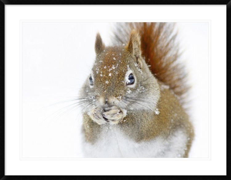 "Christmas Squirrel" Framed Digital Print by Mircea Costina, 40x32"