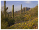 "Saguaro cacti and California Poppy field at Picacho Peak SP" Paper Art, 26"x20"
