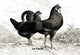 Fleche (Chickens)- Gallery Wrapped Canvas Art 28" x 42"
