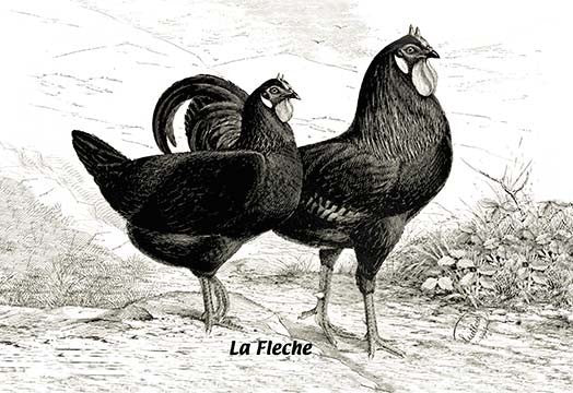Fleche (Chickens)- Gallery Wrapped Canvas Art 28" x 42"