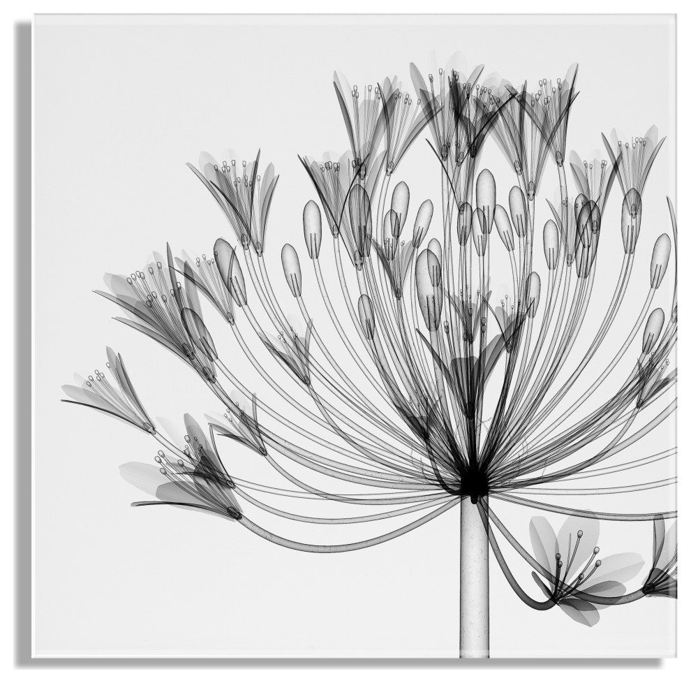 Bell Agapanthus X Ray Acrylic Art by The Creative Bunch Studio, Assorted 23x23