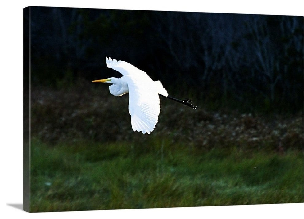 Egret in Flight 1 Wrapped Canvas Art Print, 48"x32"x1.5"