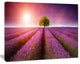 Purple Sky over Stunning Lavender Field, Floral Canvas Art Print, 20"x12"