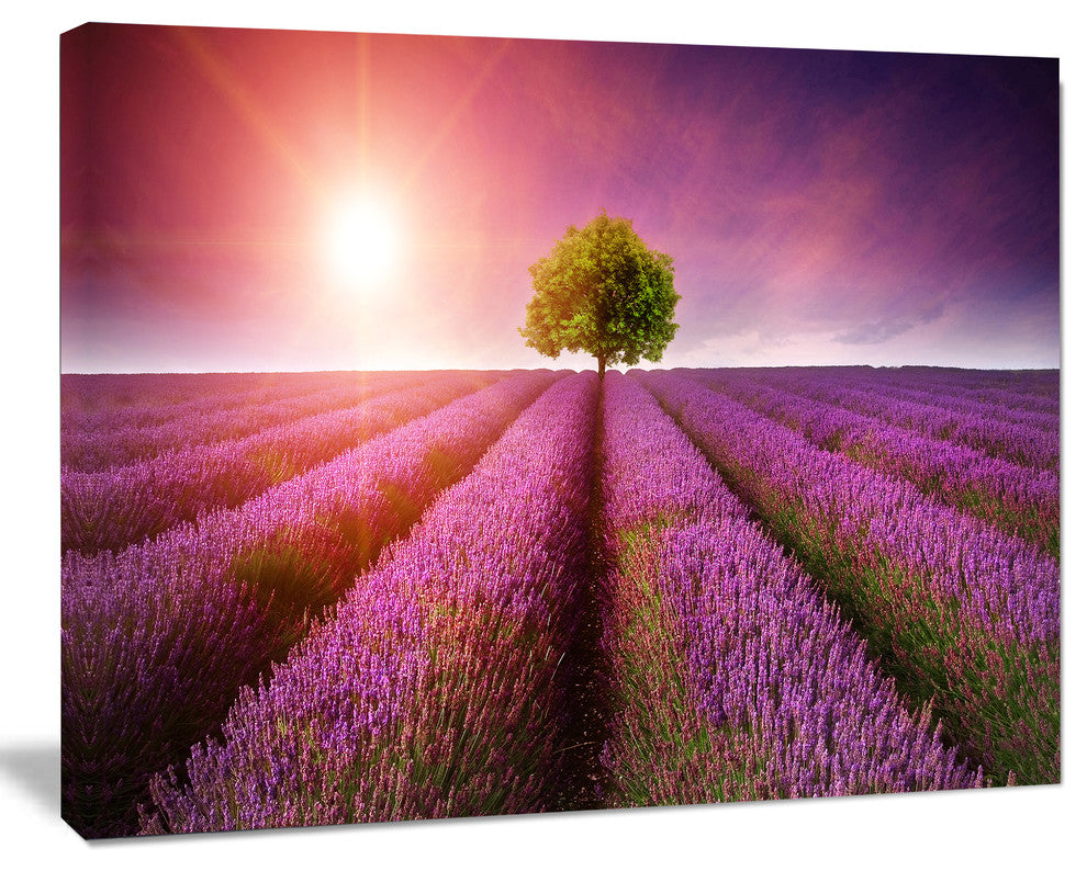 Purple Sky over Stunning Lavender Field, Floral Canvas Art Print, 20"x12"