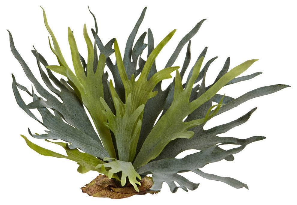 21" Staghorn Fern, Set Of 2