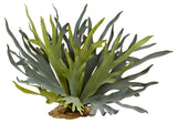 21" Staghorn Fern, Set Of 2