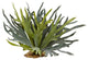 21" Staghorn Fern, Set Of 2