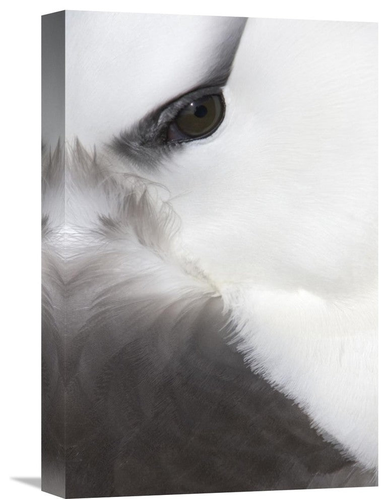 "Black-Browed Albatross Detail, Falkland Islands" Artwork, 12" x 18"
