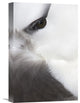 "Black-Browed Albatross Detail, Falkland Islands" Artwork, 12" x 18"