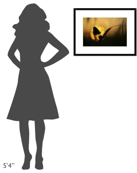 "August" Framed Digital Print by Janini (Zhana Topchieva), 26"x20"