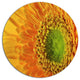Yellow Daisy Gerbera Flower Close-Up, Flowers Disc Metal Wall Art, 11"