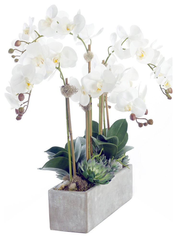 Modern Cream White Orchid Arrangement