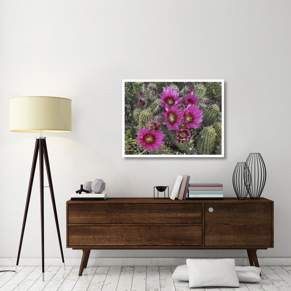 "Hedgehog Cactus flowering, Arizona" Paper Print by Tim Fitzharris, 42"x32"