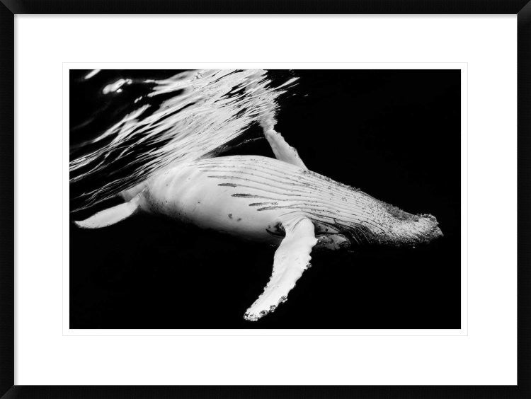 "Black and Whale" Framed Digital Print by Barathieu Gabriel, 30x22"