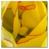 Kurt Shaffer 'Inside a Beautiful Tulip' Canvas Art, 24"x24"