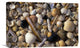 "Selection Of Bivalve Shells" Artwork, 18" x 12"