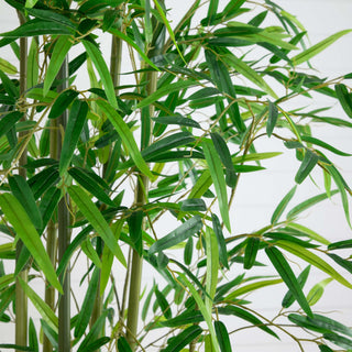 Close-up crop of leaves on a white background (alternate_white_close).
