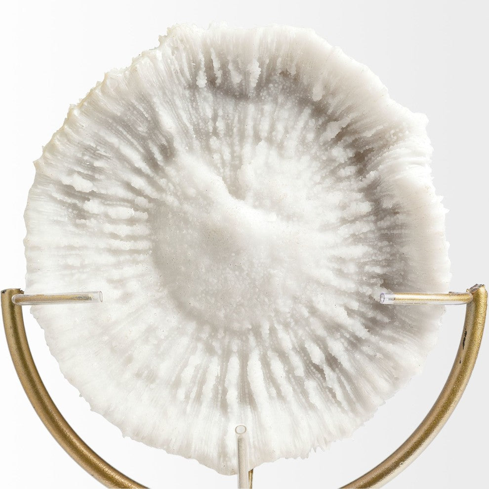 Sandy II, Medium 6"x3" White Coastal Sand Dollar Object, Large