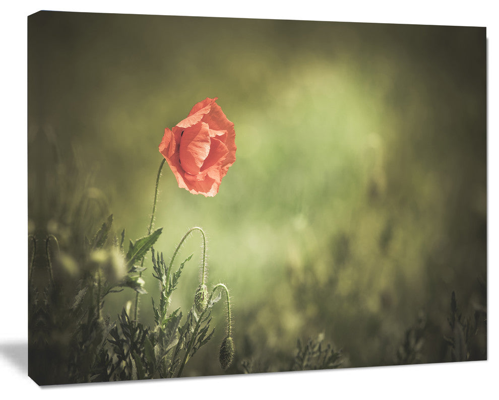 Red Wild Poppy Flower on Green, Floral Canvas Art Print, 60"x28"