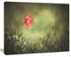 Red Wild Poppy Flower on Green, Floral Canvas Art Print, 60"x28"