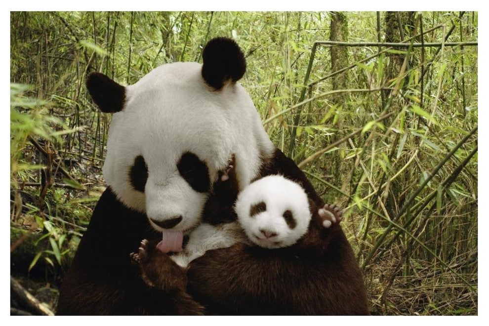 "Giant Panda Gongzhu and cub, bamboo, Wolong Nature Reserve" Paper Art, 50"x34"