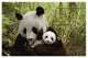"Giant Panda Gongzhu and cub, bamboo, Wolong Nature Reserve" Paper Art, 50"x34"