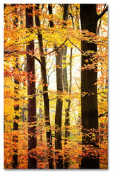'Between Us' Canvas Art by Philippe Sainte-Laudy