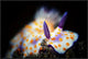 Nudibranche, 36"x24"